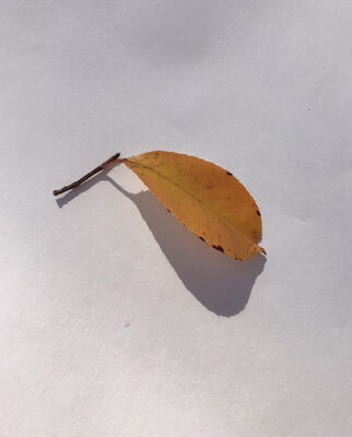 Keywords: leaf,red.yellow,painting a colorful orange leaf,fixing and finishing a painting of a leaf