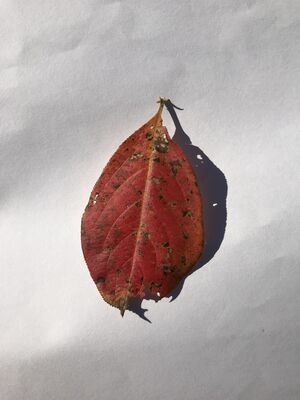 Keywords: leaf,red.yellow