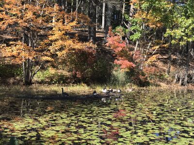 Keywords: autumn,fall,trees,river,water