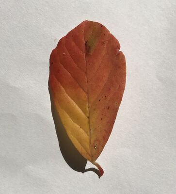 Keywords: leaf,red.yellow