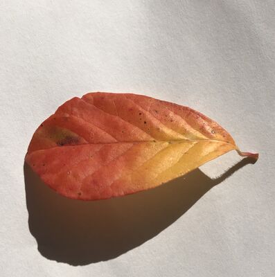 Keywords: leaf,red.yellow