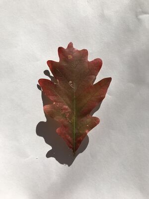 Keywords: leaf,red,green