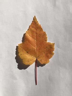 Keywords: leaf,red.yellow