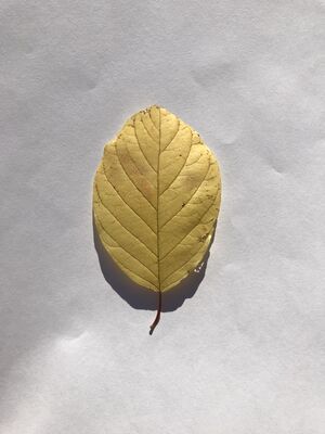 Keywords: leaf,yellow