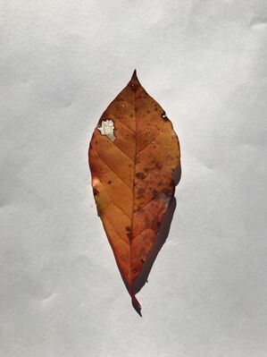 Keywords: leaf,red.yellow