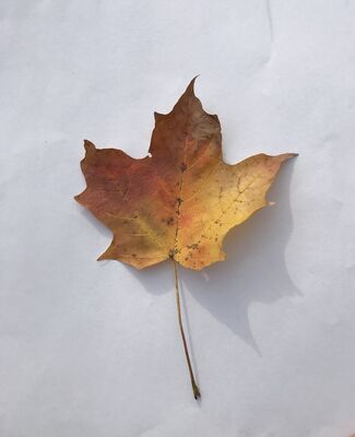 Keywords: leaf,red.yellow