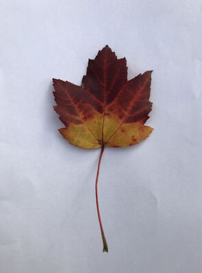 Keywords: leaf,red.yellow