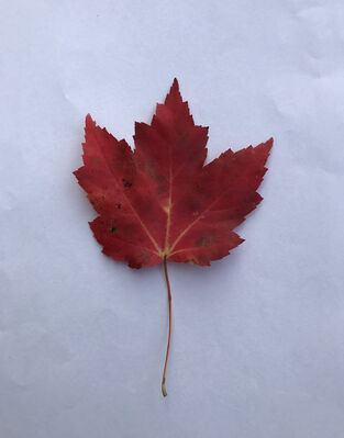 Keywords: leaf,red.