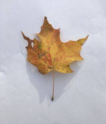 Keywords: leaf,red.yellow