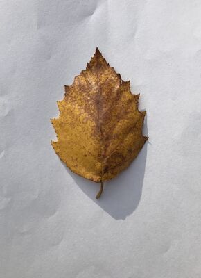 Keywords: leaf,yellow,brown