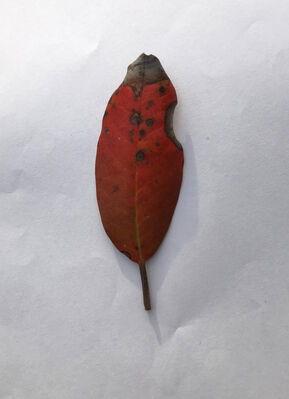 Keywords: leaf,red,green