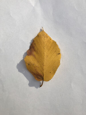 Keywords: leaf,yellow