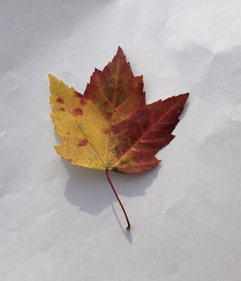 Keywords: leaf,red.yellow,brown