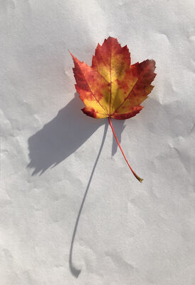 Keywords: leaf,red.yellow