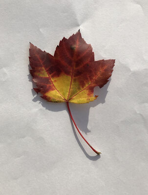 Keywords: leaf,red.yellow