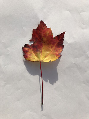 Keywords: leaf,red.yellow,Painting a Colorful Maple Leaf