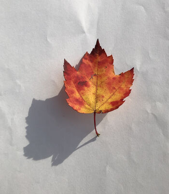 Keywords: leaf,red.yellow.painting a maple leaf