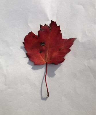 Keywords: leaf,red