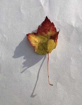 Keywords: leaf,red.yellow