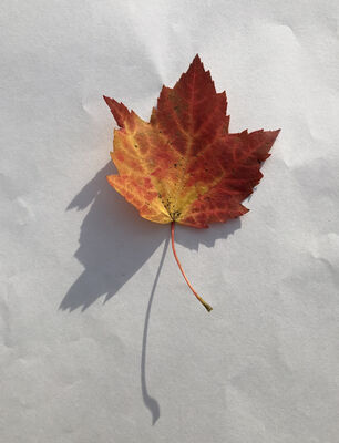 Keywords: leaf,red.yellow,Watercolor Painting of a Maple Leaf