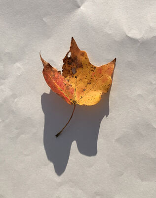 Keywords: leaf,red.yellow