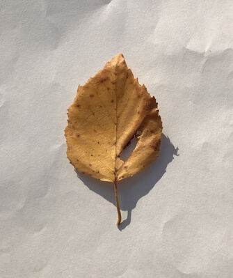 Keywords: leaf,yellow