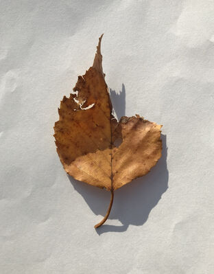 Keywords: leaf,brown