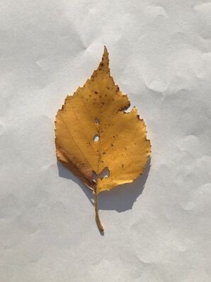 Keywords: leaf,yellow