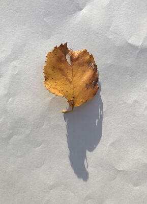 Keywords: leaf,yellow,painting a leaf using wet in wet technique