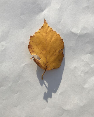 Keywords: leaf,yellow