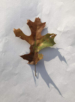 Keywords: oak,leaf,brown,green