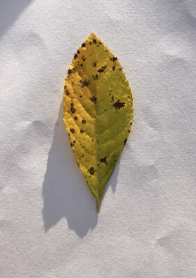 leaf,yellow,green
