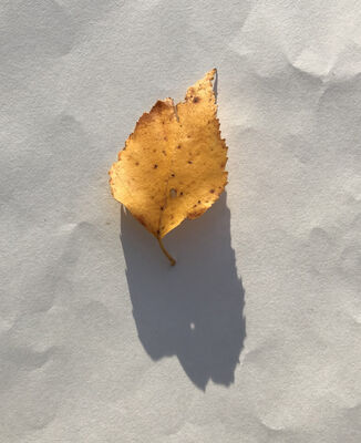 Keywords: leaf,yellow,shadow