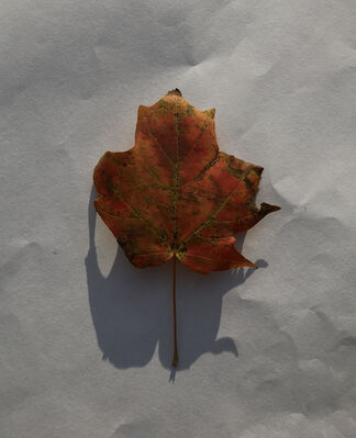 Keywords: leaf,red.yellow,brown