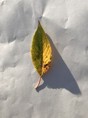 Keywords: leaf,green,yellow,Watercolor painting of a colorful leaf step by step - 22:41