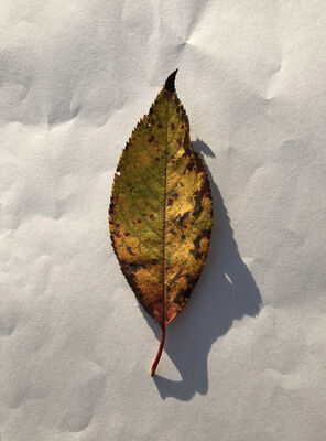 Keywords: leaf,green,brown