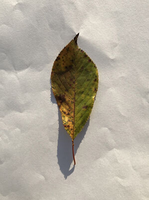 Keywords: leaf,green,yellow