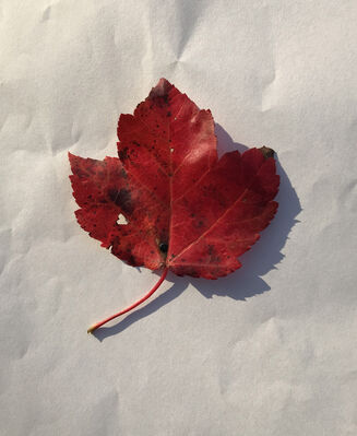 Keywords: leaf,red.