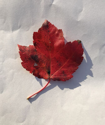 Keywords: leaf,red