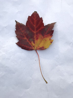 Keywords: leaf,red.yellow