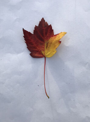 Keywords: leaf,red.yellow