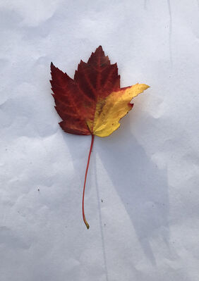 Keywords: leaf,red.yellow