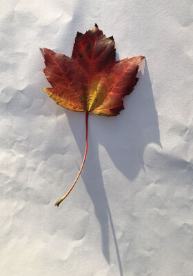 Keywords: leaf,red.yellow