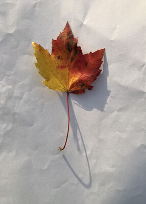 Keywords: leaf,red.yellow