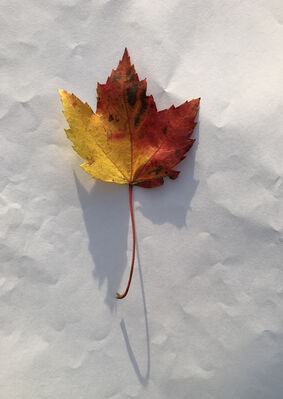 Keywords: leaf,red.yellow