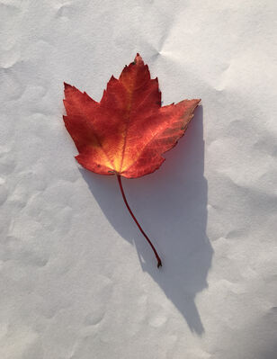 Keywords: leaf,red.yellow