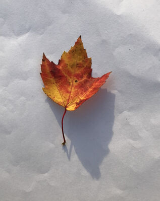 Keywords: leaf,red.yellow,Relaxing Watercolor Painting of an Autumn Leaf,painting an autumn leaf wet into wet