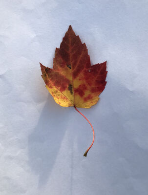 Keywords: small yellow,red.leaf