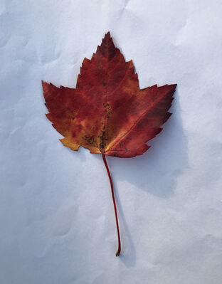 Keywords: small,red,leaf