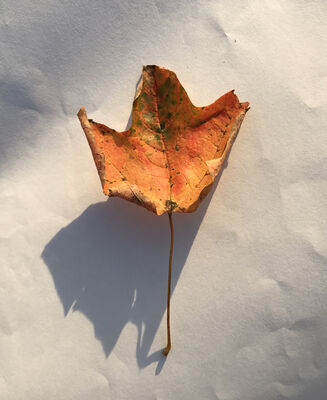 Keywords: curling,leaf,red,yellow